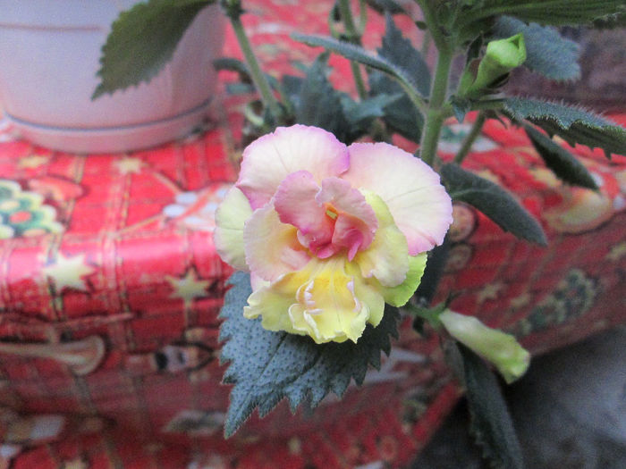 achi yellow engliche rose- floare - mijloc de octombrie 2013