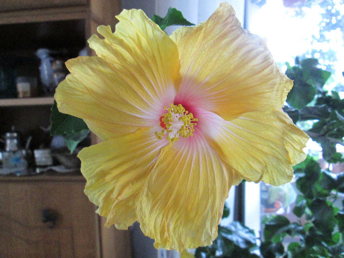 hibiscus - mijloc de octombrie 2013