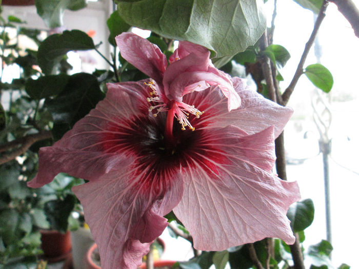 hibiscus - mijloc de octombrie 2013