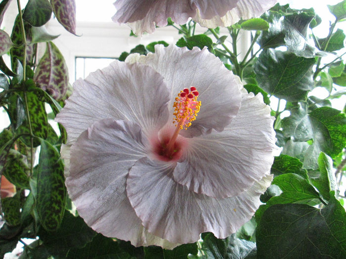 hibiscus - mijloc de octombrie 2013