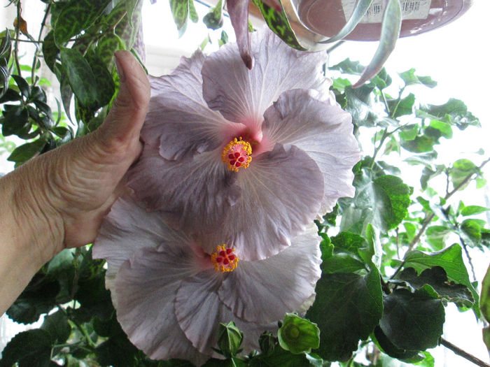 hibiscus-buchet - mijloc de octombrie 2013