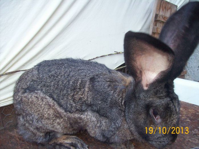 19.10.2013 172 - AAA OCTOMBRIE 2013 IEPURI