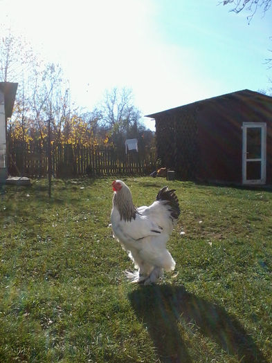 2013-10-19 15.27.36; pasari din 2013
