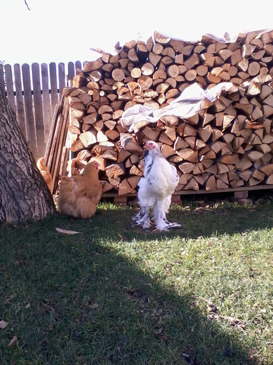 2013-10-19 15.28.06; pasari din 2013
