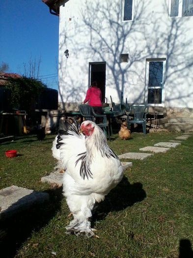 2013-10-19 15.28.58; pasari din 2013
