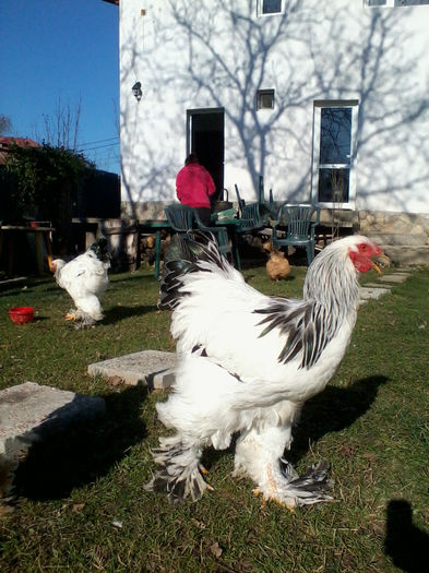 2013-10-19 15.29.00; pasari din 2013
