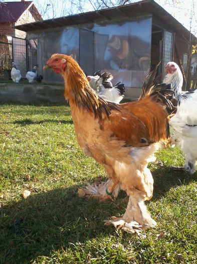 2013-10-19 15.29.27; pasari din 2013
