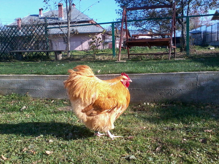 2013-10-19 15.29.43; cocosul privine din linia lui ciprianp
