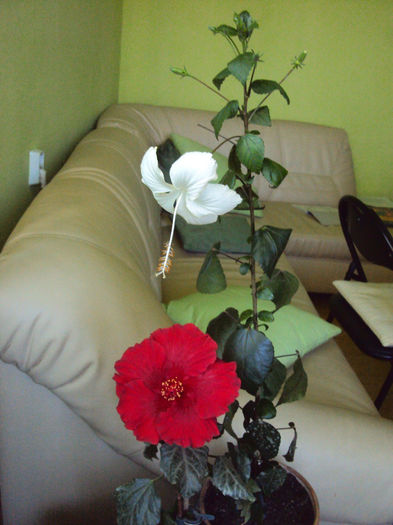 DSC00798 - Hibiscus