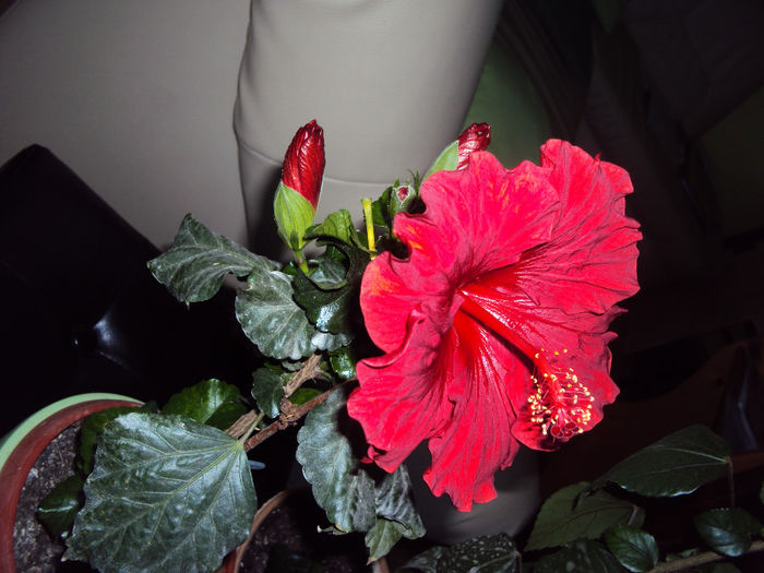 DSC00816 - Hibiscus