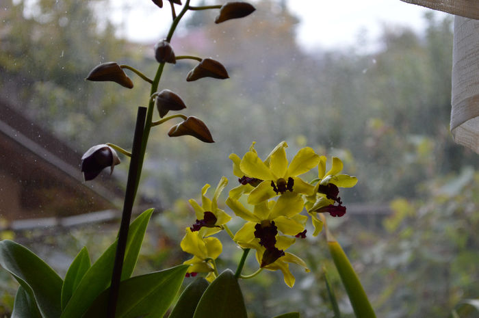 DSC_0041 - Dendrobium phalaenopsis