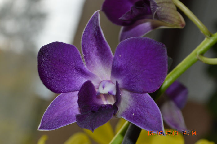 DSC_0049 - Dendrobium phalaenopsis