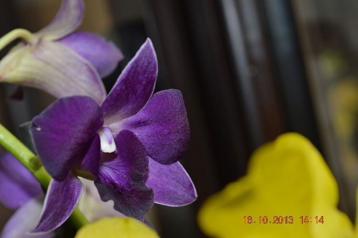 DSC_0050 - Dendrobium phalaenopsis