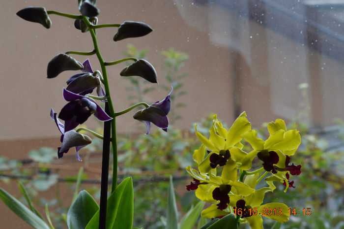 DSC_0052 - Dendrobium phalaenopsis