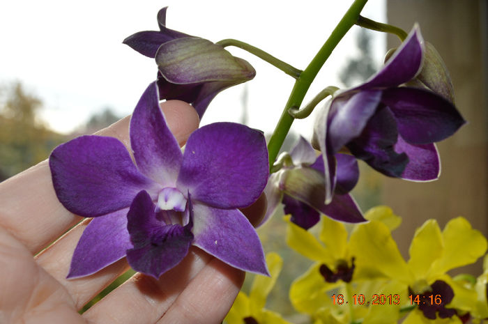 DSC_0054 - Dendrobium phalaenopsis