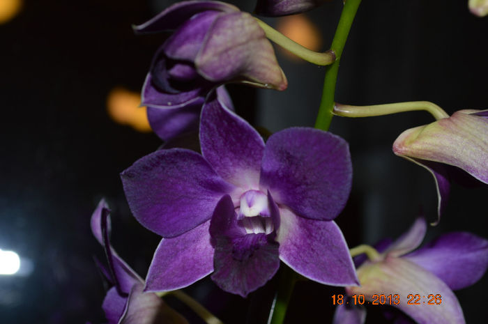 DSC_0069 - Dendrobium phalaenopsis