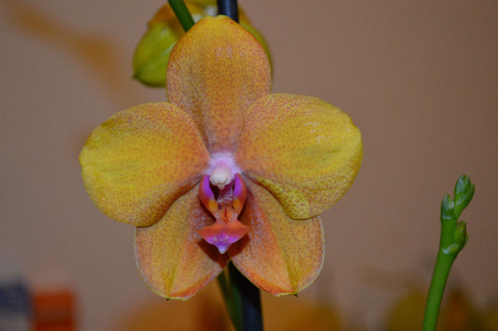 DSC_0067 - Phalaenopsis1