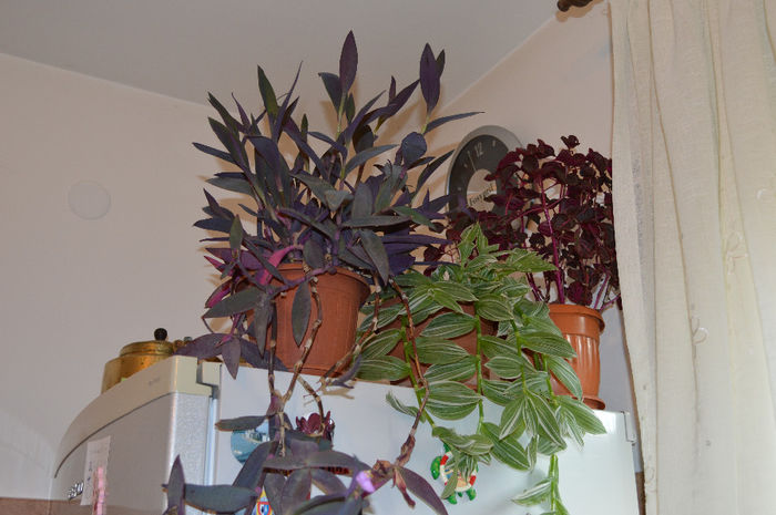 DSC_0032 - Florile mele 2013