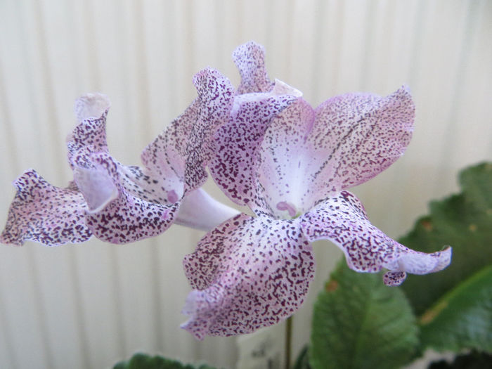  - streptocarpus Hototogisu