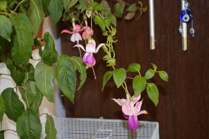 DSC_0004 - Florile mele 2013