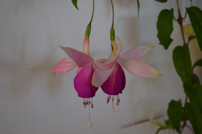 DSC_0005 - Florile mele 2013