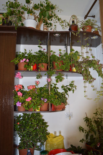 DSC_0008 - Florile mele 2013