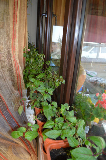 DSC_0009 - Florile mele 2013