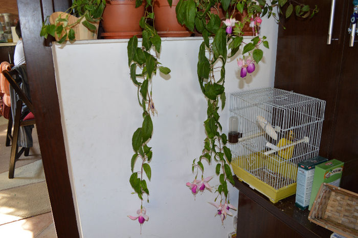 DSC_0006 - Florile mele 2013