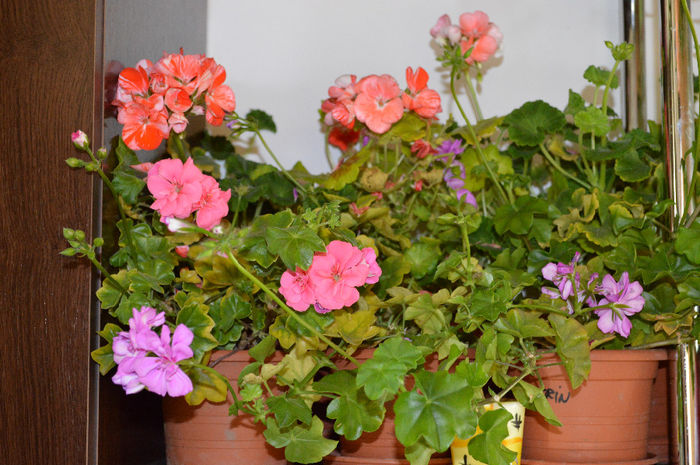 DSC_0007 - Florile mele 2013