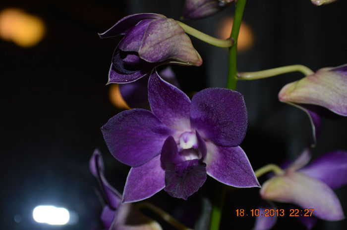 DSC_0070 - Dendrobium phalaenopsis