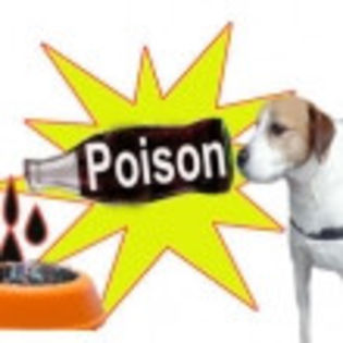 2005110121550dog_poison - O_o Stari toxice la caine -Otraviri-O_o
