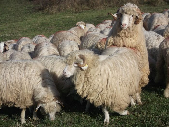 Picture 672 - frumuseti ale naturii