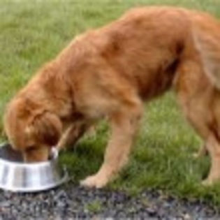 2005120162944hrana1 - O_o Normele alimentatiei canineO_o