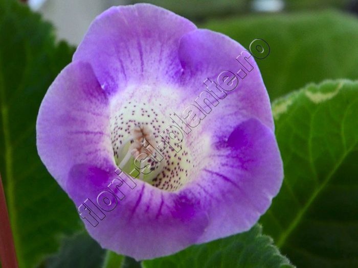 Luci s Fine Lines - GLOXINIA_SINNINGIA - Hibrizii mei -My hybrids