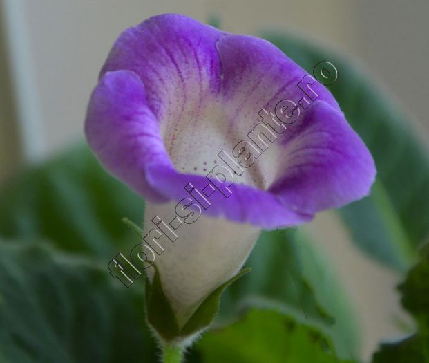 Luci s Fine Lines - GLOXINIA_SINNINGIA - Hibrizii mei -My hybrids