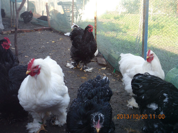 IMG_1204 - TINERET 2013 2