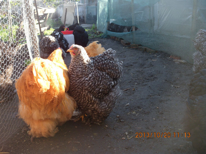 IMG_1257 - TINERET 2013 2