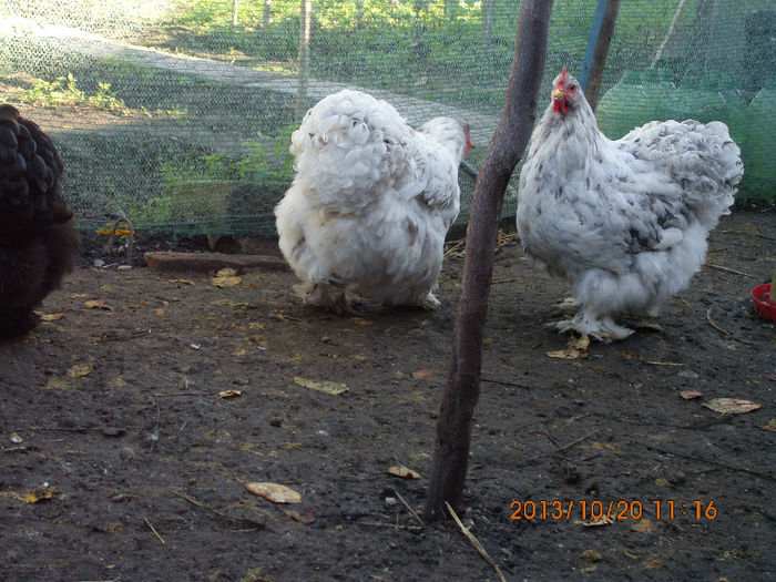 IMG_1273 - TINERET 2013 2