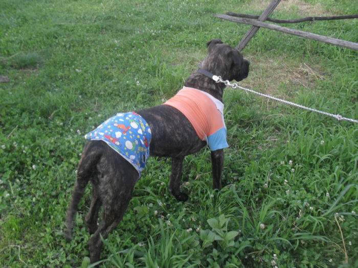 SDC14594 - Catei de vanzare-Cane Corso