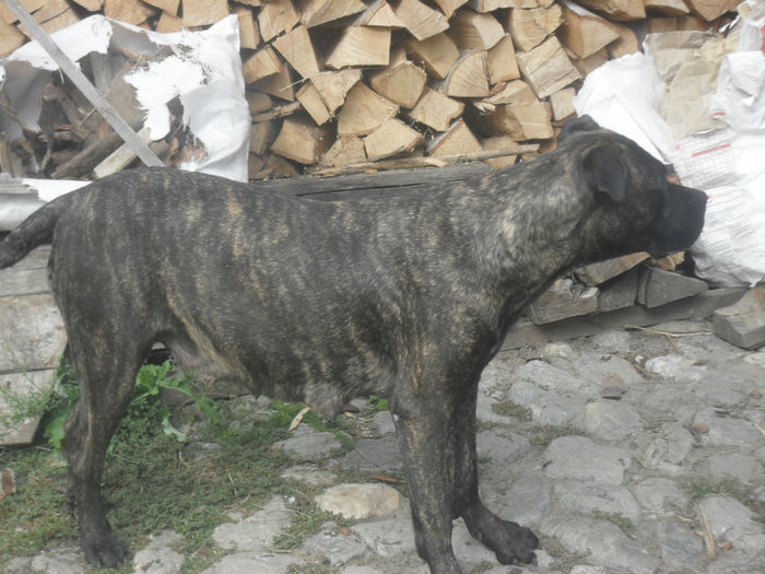 SDC14694 - Catei de vanzare-Cane Corso