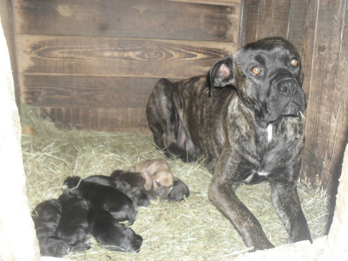 SDC14722 - Catei de vanzare-Cane Corso