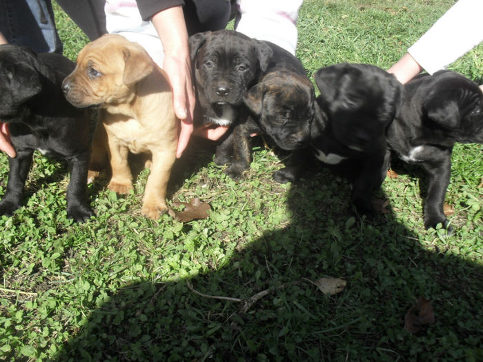 SDC14905 - Catei de vanzare-Cane Corso