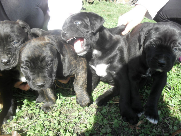 SDC14906 - Catei de vanzare-Cane Corso