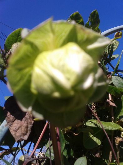 cobaea aproape inflorita - octombrie 2013
