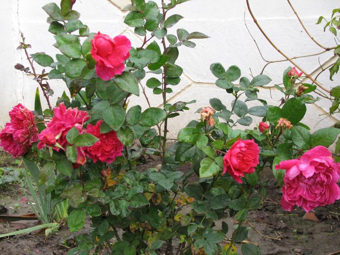 Sophie 's Rose - Flori de toamna 2013