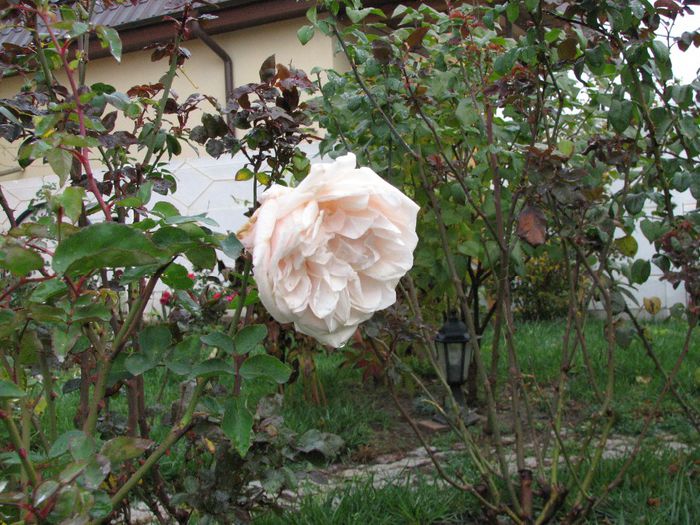 Souvenir de la Malmaison - Flori de toamna 2013