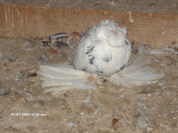 Picture 017 - buhara matca pentru 2014