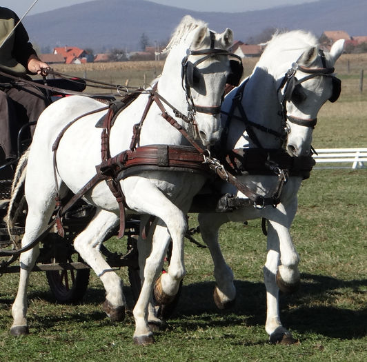 Orlov Trotter - Orlov horses SOLD