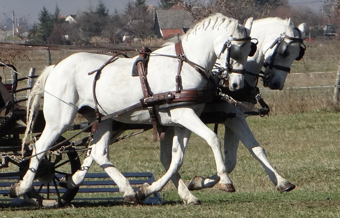 Apostol - Orlov horses SOLD