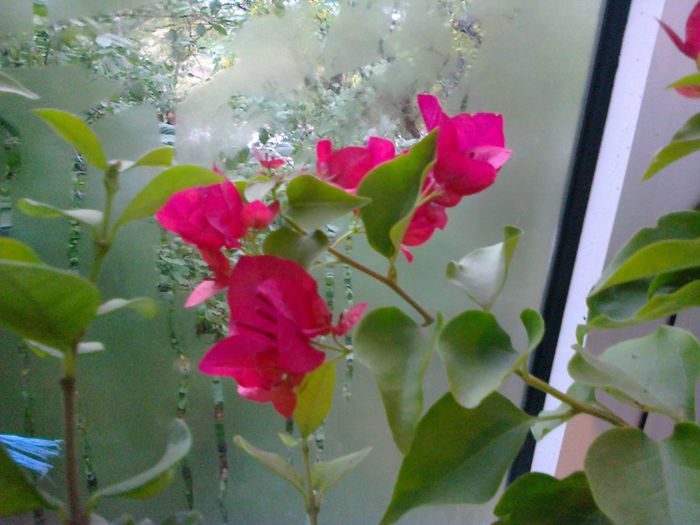  - A-Flori 2013